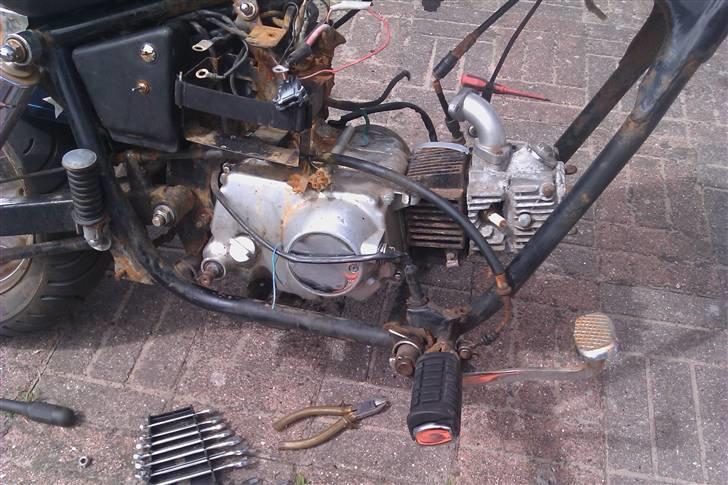 Regal raptor byttet billede 6