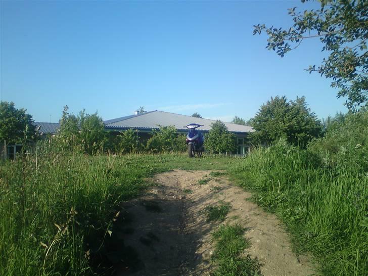 Adly silverfox billede 1