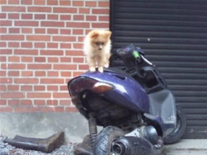 Aprilia sonic billede 5