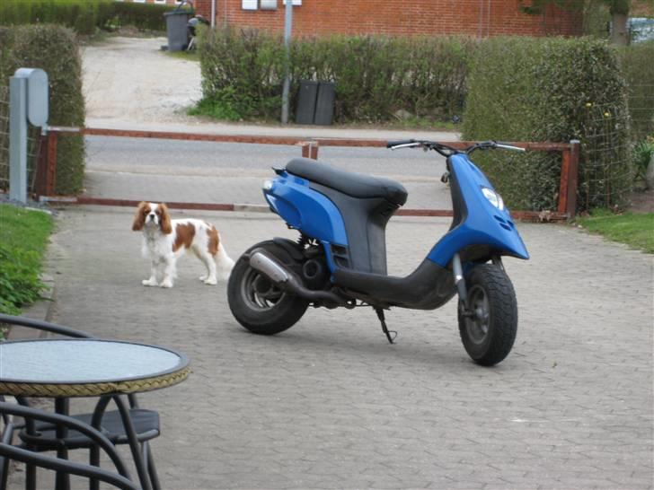 Piaggio Typhoon ( TILSALG ) billede 4