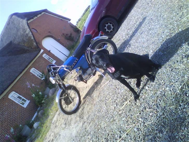 Yamaha fs1 4 gear DX SOLGT - dejlig hund og dejlig knallert ;D billede 9