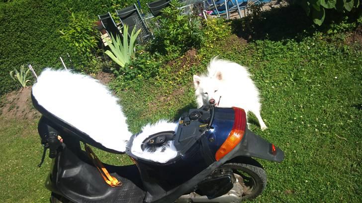 PGO comet  billede 8