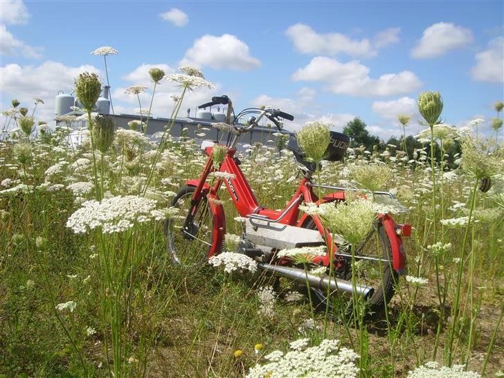 Puch Maxi K/Københavneren billede 1