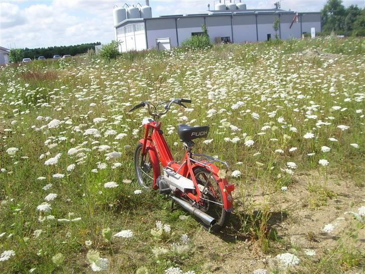 Puch Maxi K/Københavneren billede 19