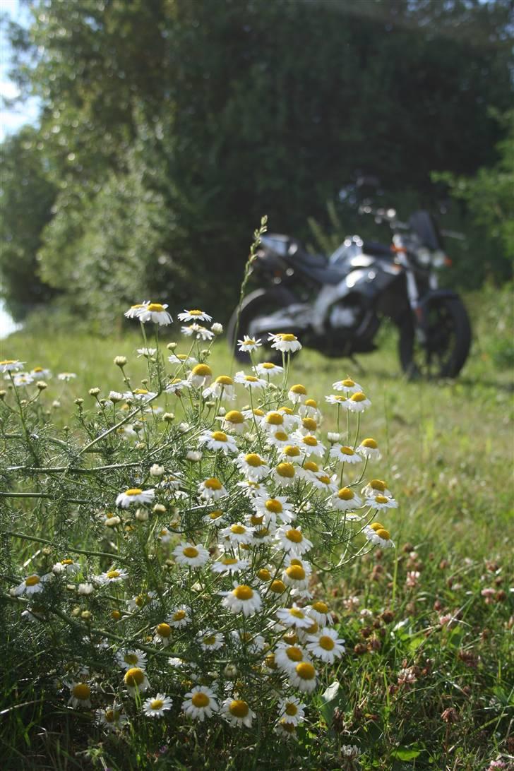 Derbi GPR Nude billede 9