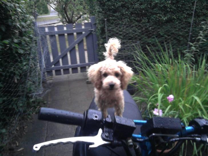 PGO Hot 50 solgt billede 8