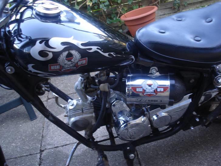 Regal Raptor solgt billede 7