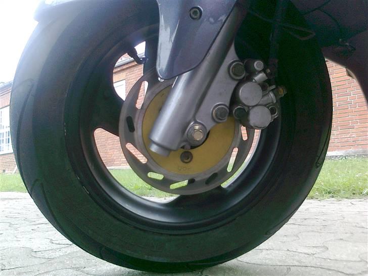 PGO t-rex billede 15