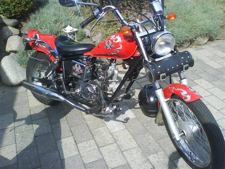 Regal raptor  billede 1