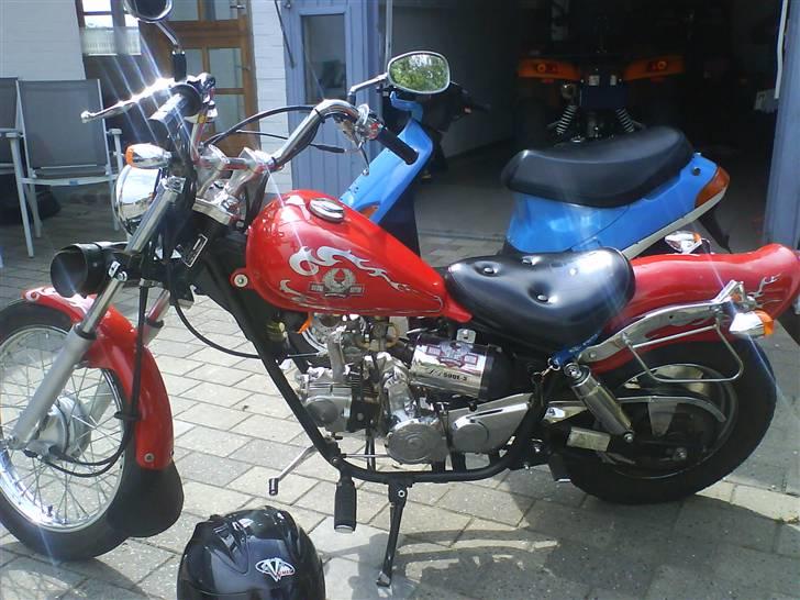 Regal raptor  billede 2