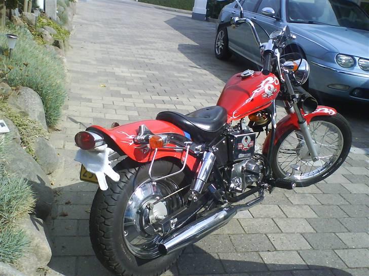 Regal raptor  billede 3