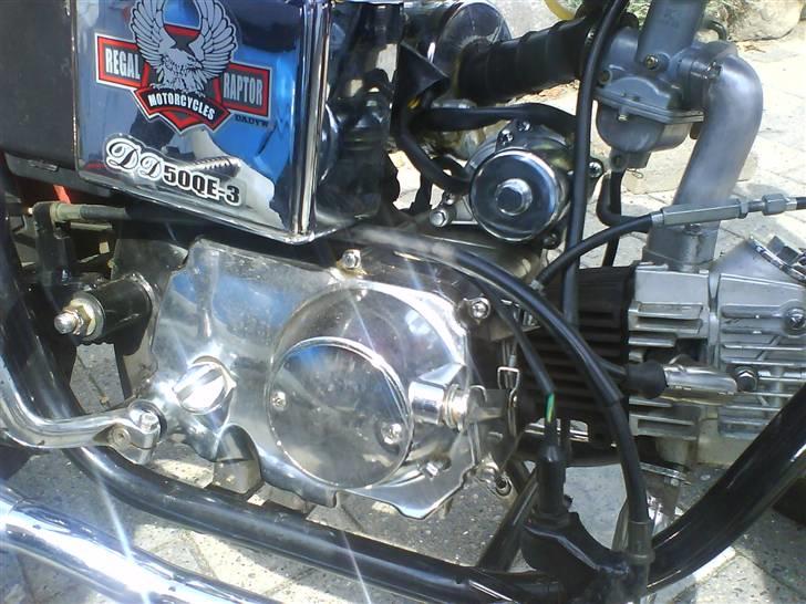 Regal raptor  billede 4