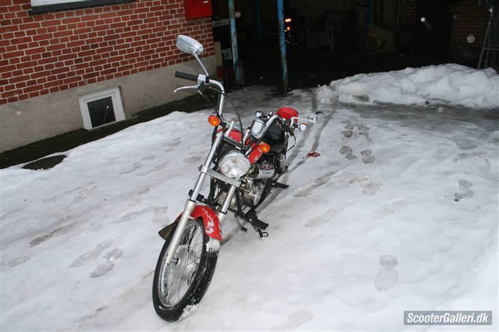 Regal raptor  billede 5