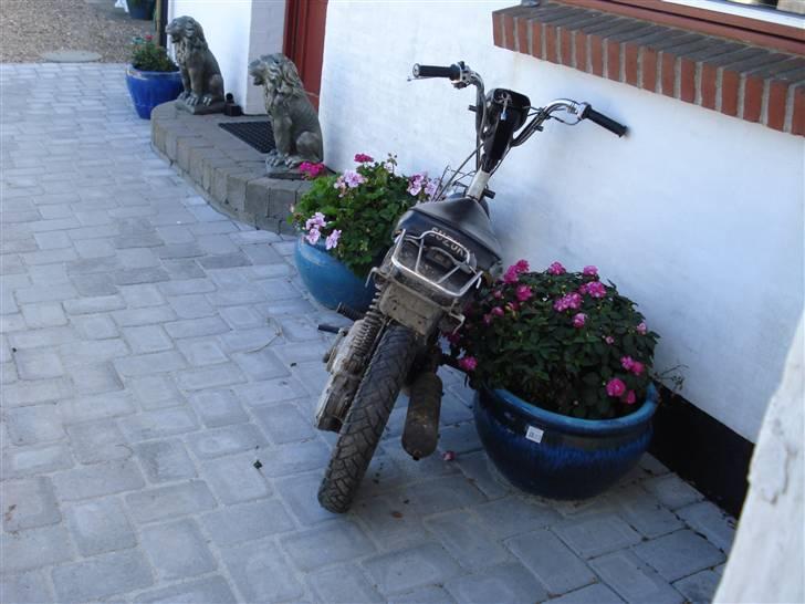 Suzuki FZ50 byttet caio billede 14