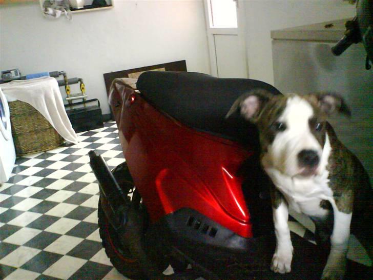 PGO Hot 50 R-setup " BYTTET " billede 8