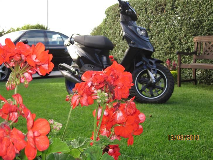 PGO Hot 50  billede 1