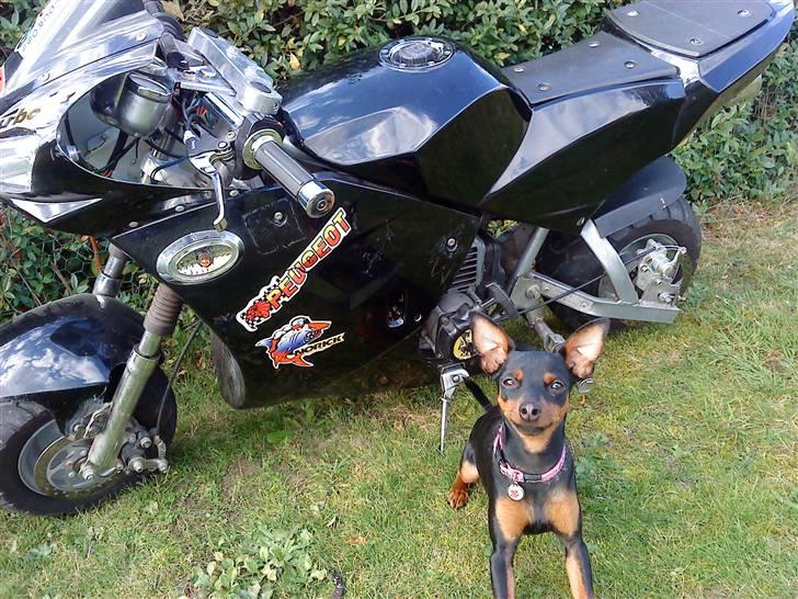 Kawasaki Ninja (wannabe) *Solgt* - sådan købte jeg den billede 5