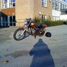 Regal raptor (byttet)