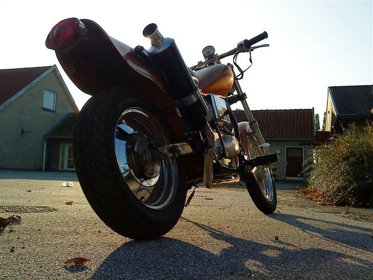 Regal raptor (byttet) billede 1