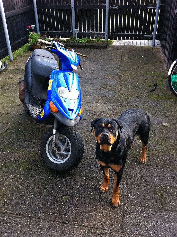 Gilera Stalker  [SOLGT] billede 1