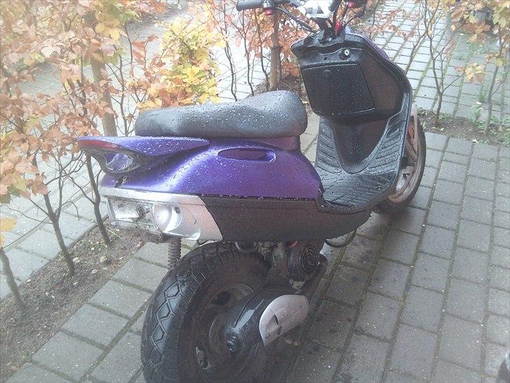 Adly sliverfox solgt billede 2