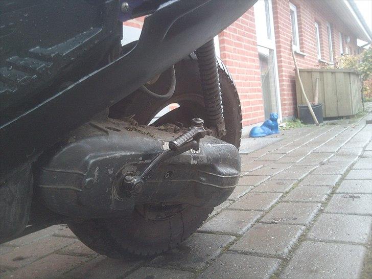 Adly sliverfox solgt billede 4