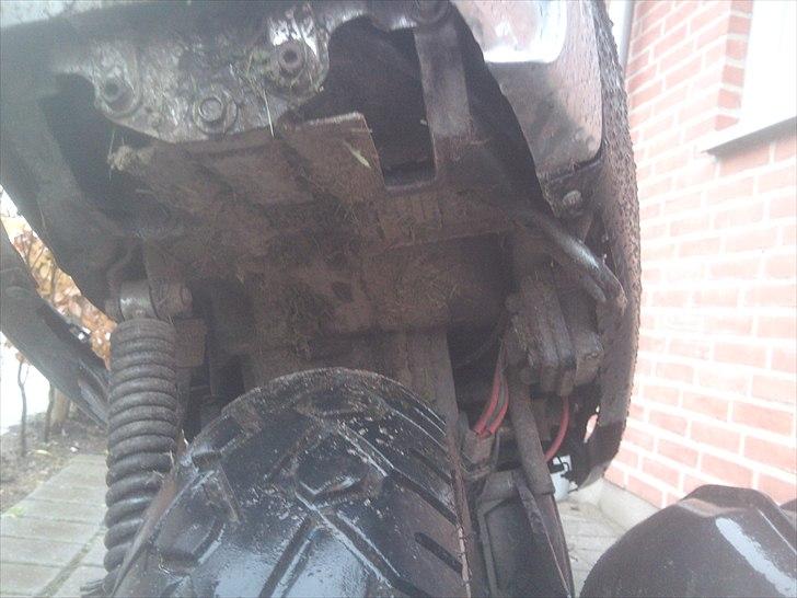 Adly sliverfox solgt billede 5