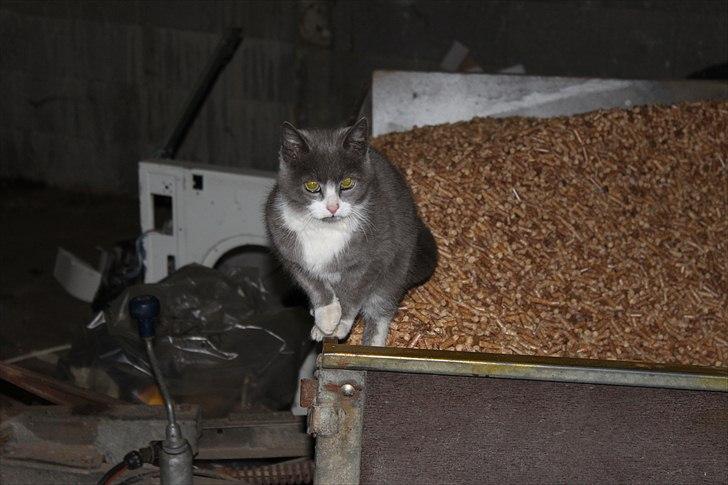 Honda SFX billede 11