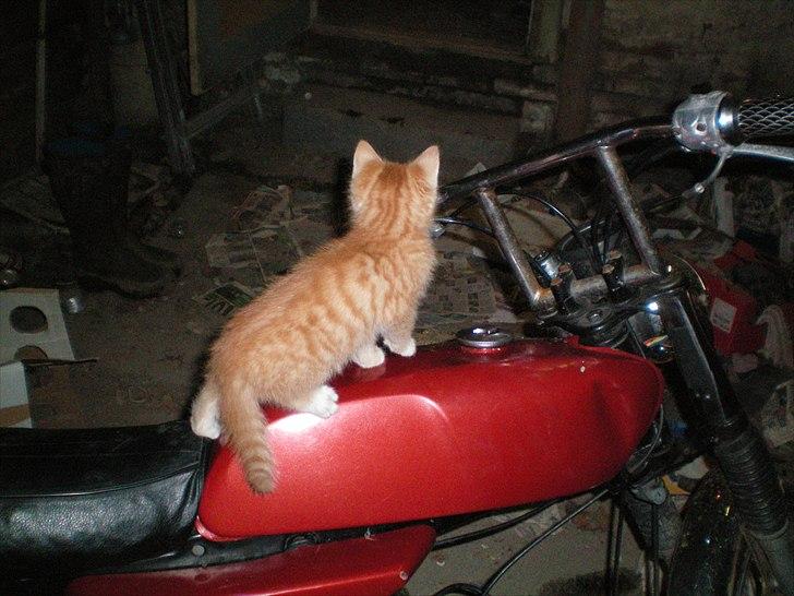 Yamaha 4 Gear FS1 SOLGT - Garfield R.I.P billede 9