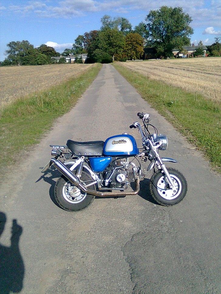 Jincheng Gorilla billede 1