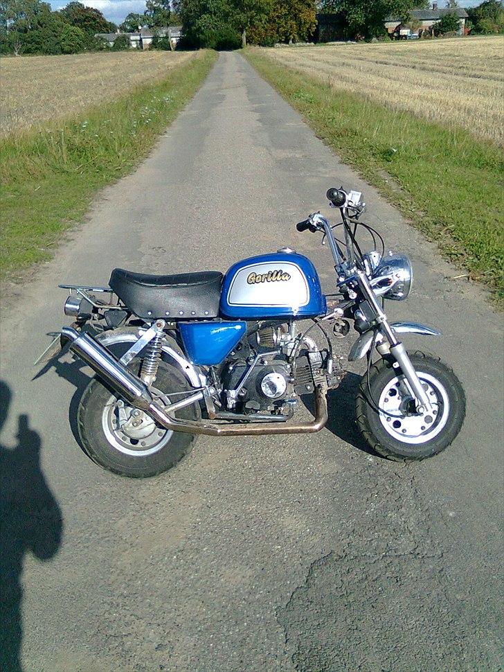 Jincheng Gorilla billede 2