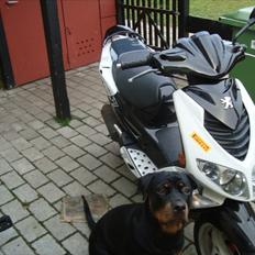 Peugeot speedfigt 2 (solgt)