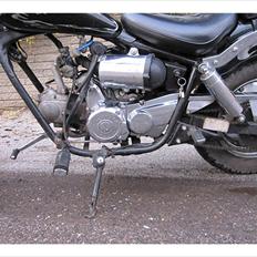 Regal Raptor  TIL SALG!! 