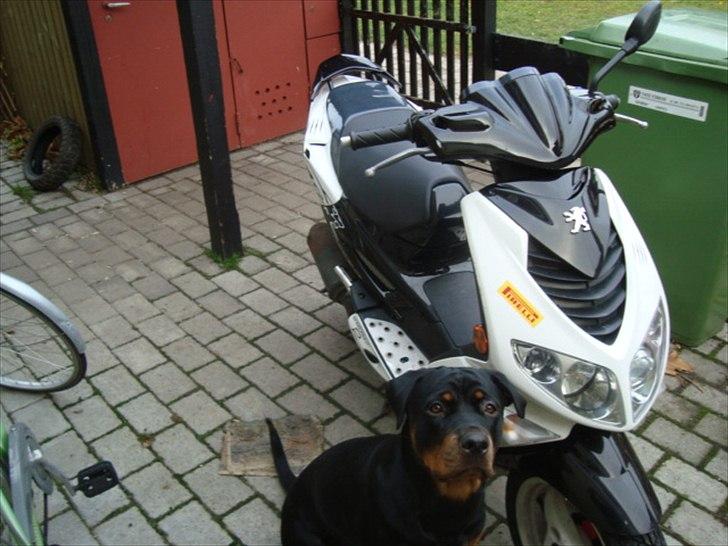 Peugeot speedfigt 2 (solgt) billede 1