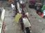 Suzuki Fz 50