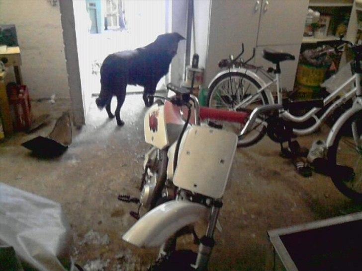 MiniBike blueberry billede 4