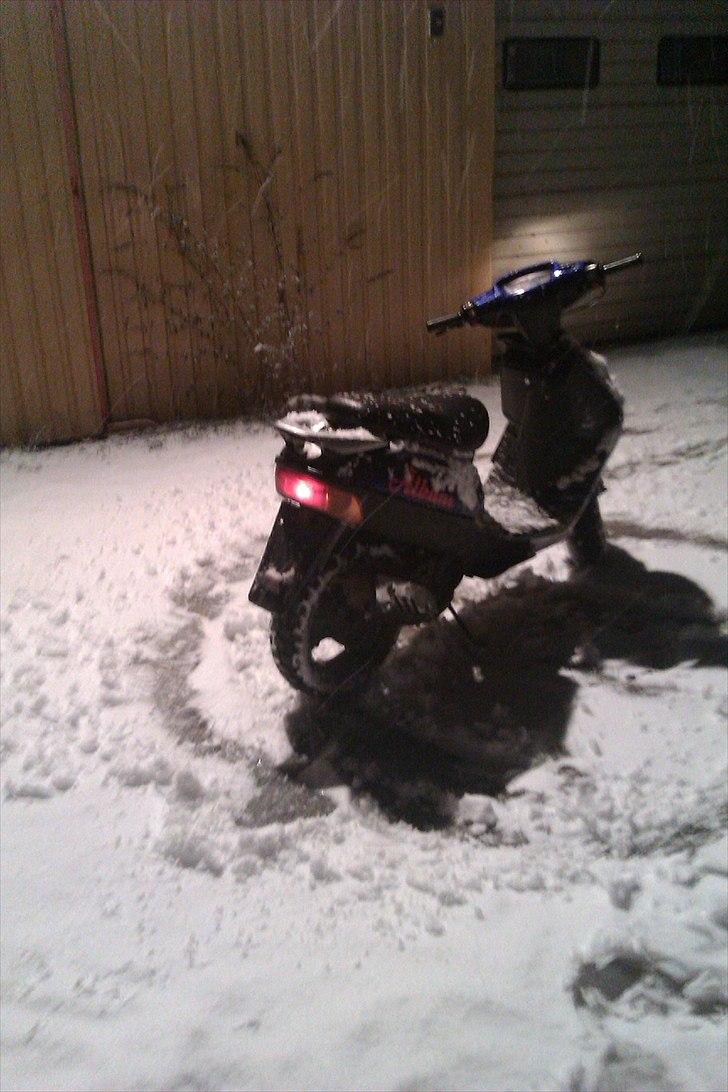 Adly Silverfox ' Solgt!! billede 3