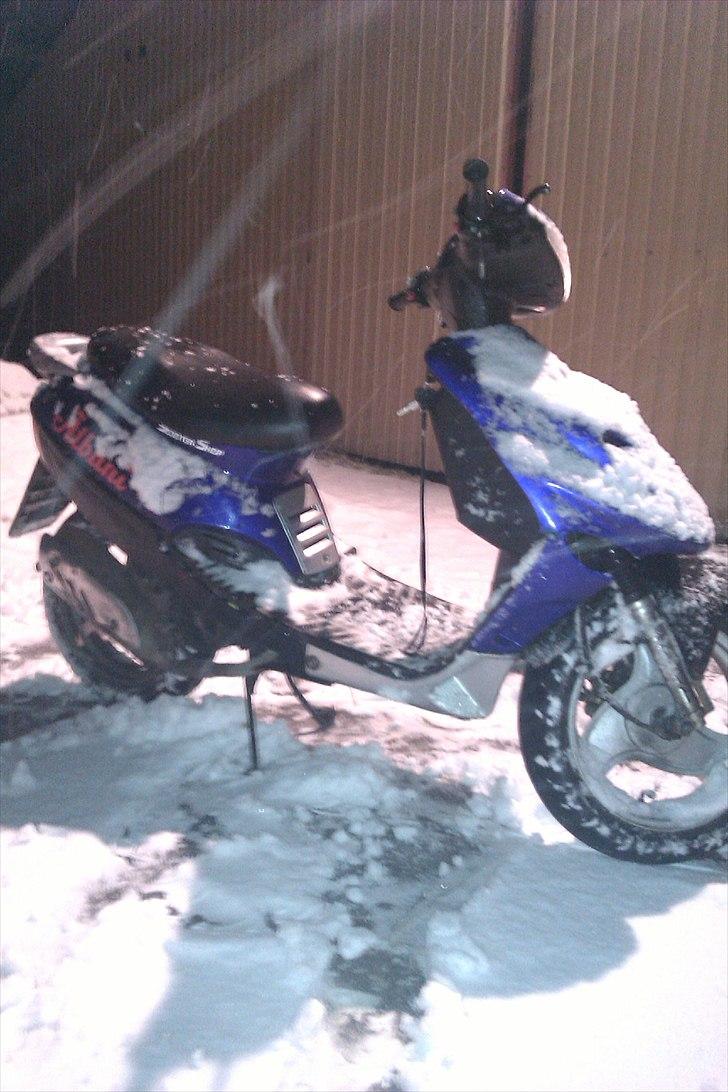 Adly Silverfox ' Solgt!! billede 4