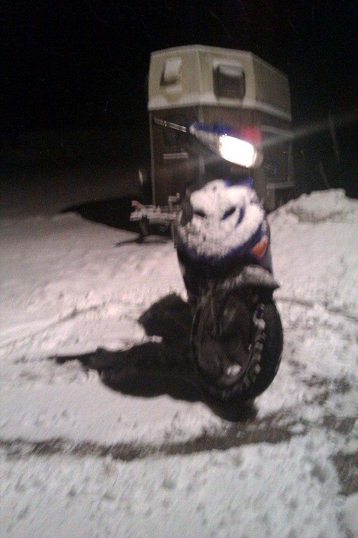 Adly Silverfox ' Solgt!! billede 5