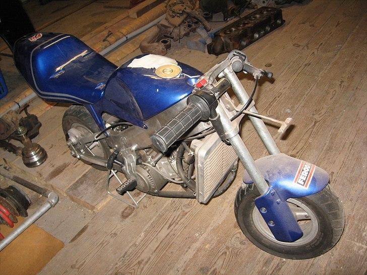 Polini polini billede 1