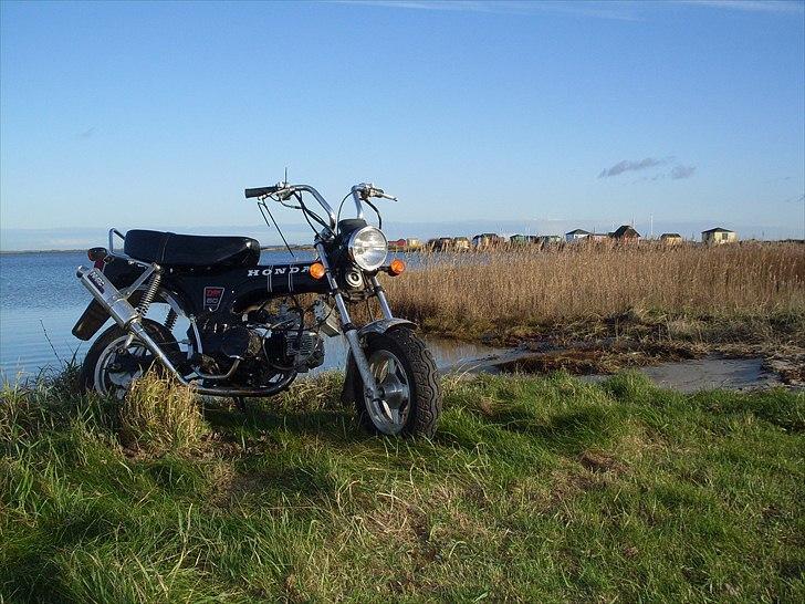 Honda Dax  billede 2