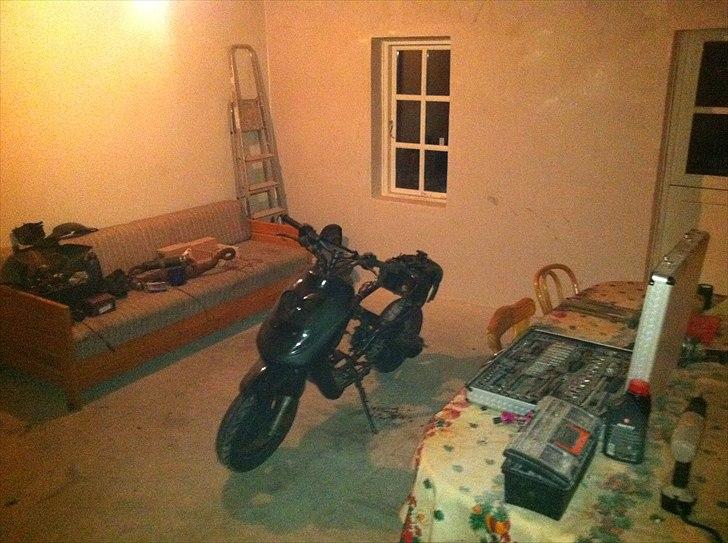 Adly cat - såden ser den ud li nu  billede 1