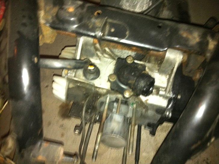 Adly cat - såden ser den ud li nu  billede 7