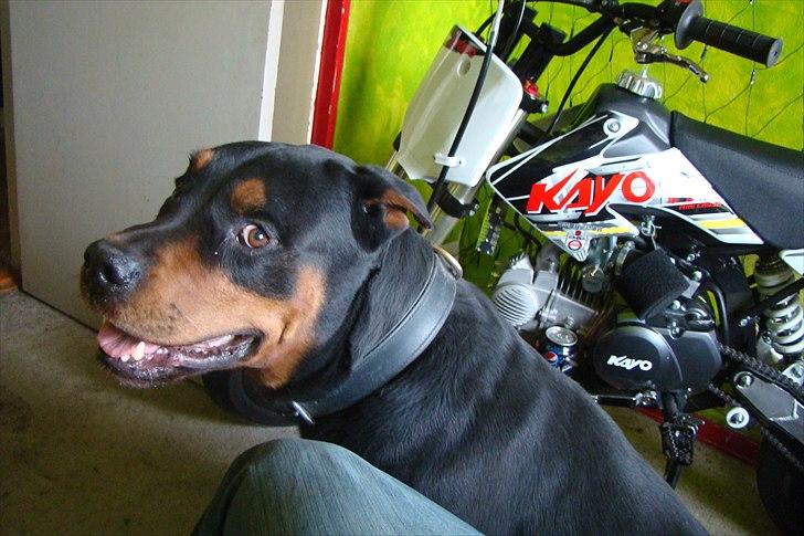 Kayo byttet til teamspeed neos billede 7