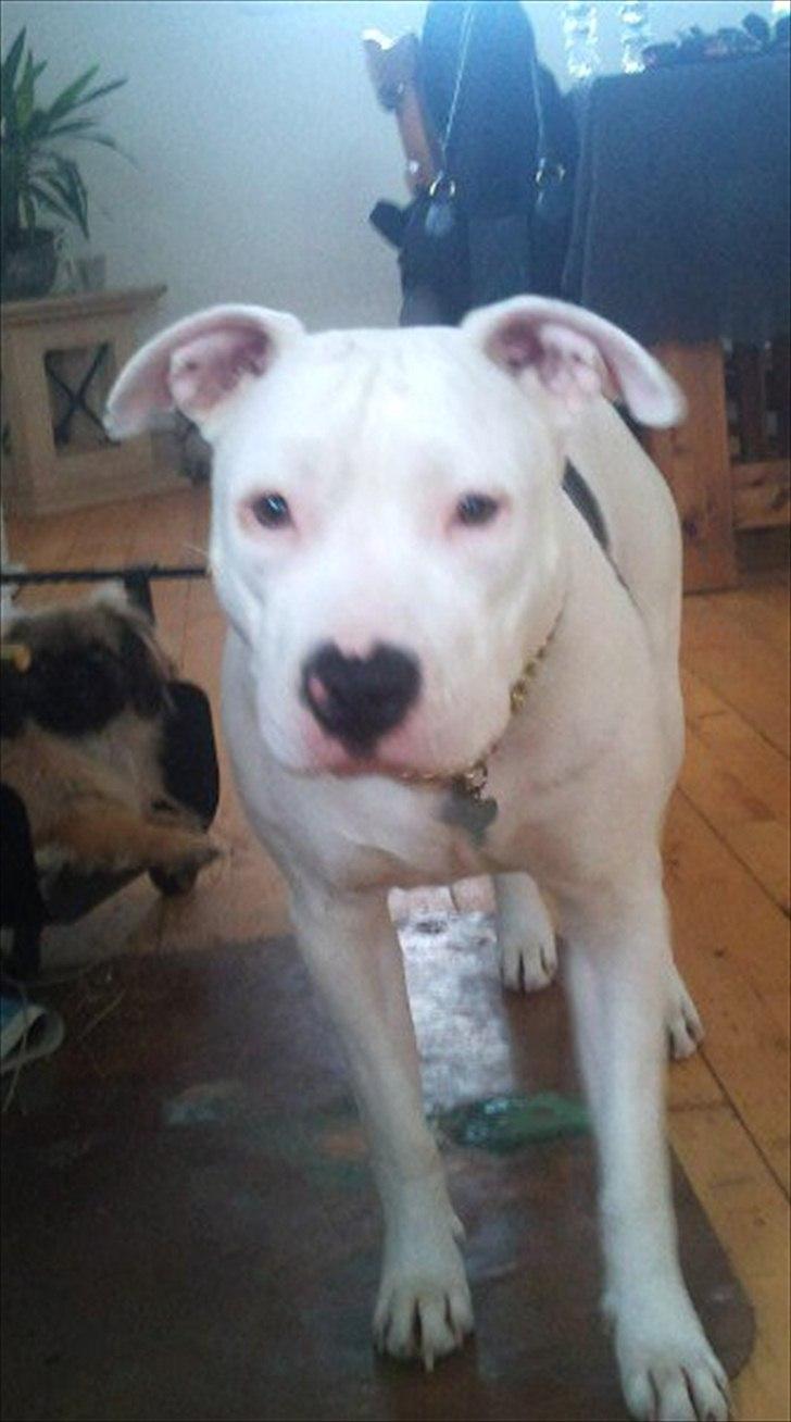 PGO Hot 50 - Min hund..  billede 7