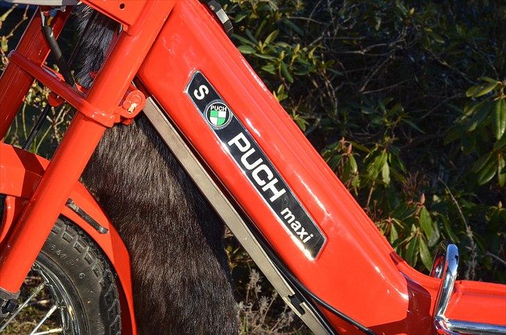 Puch MAXI E50 P VETERAN  billede 9