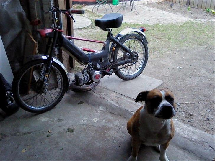 Puch maxi p billede 15