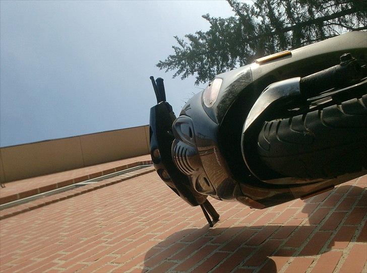 Atala skeggia *Solgt* billede 3