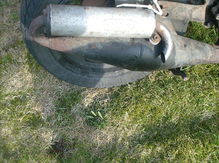 Atala skeggia *Solgt* billede 6