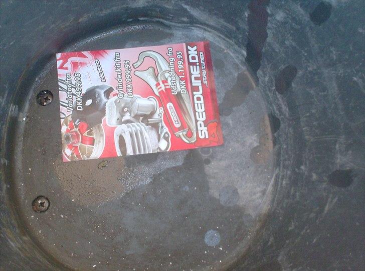 Atala skeggia *Solgt* billede 14